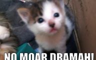 Lolcats 61 Hd Wallpaper