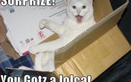 Lolcats 68 Cool Hd Wallpaper