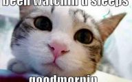 Lolcats 69 Hd Wallpaper