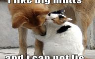 Lolcats 74 High Resolution Wallpaper