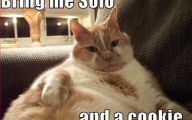 Lolcats 75 Free Hd Wallpaper