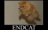 Lolcats 80 Free Hd Wallpaper